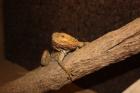 Bartagame m 6J. orange-rot wg. Umzug abzugeben